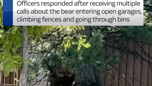 Bear spotted wondering around neighbourhood