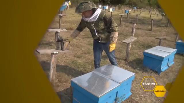 Пчелините на България: Как се управлява стопанство с над 6 хил. пчелни семейства