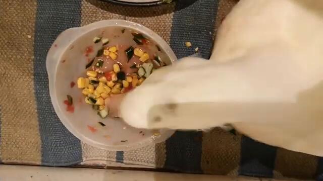 Duck's Swimming Season Opening!