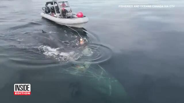 Rescuers Spend 4 Days Freeing Whale Caught in Fishing Line