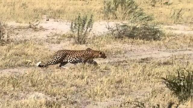 Leopard's Stealthy Approach | Okavango Delta, Botswana