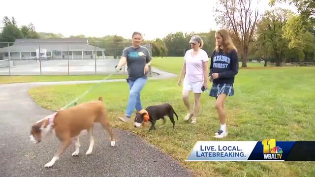 5K race raises money for animal rescue