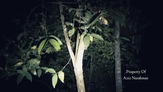 PLEASE.. INI MISTERIUS BANGET!! 60 TAHUN TERSEMBUNYI PILIH TINGGAL DI RUMAH TENGAH HUTAN BELANTARA