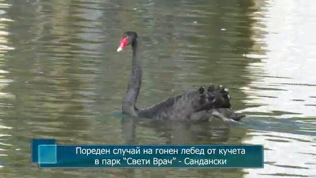 Пореден случай на гонен лебед от кучета в парк “Свети Врач” - Сандански