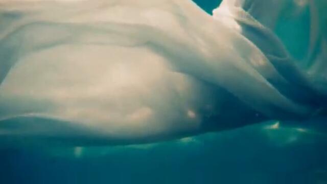Sajad Shahi x VAYNE - TRUST WHO (Official Music Video)