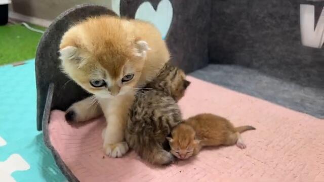 Feeding a three-day-old rescued kitten while the foster mother cat is carrying kittens. Subtitles!