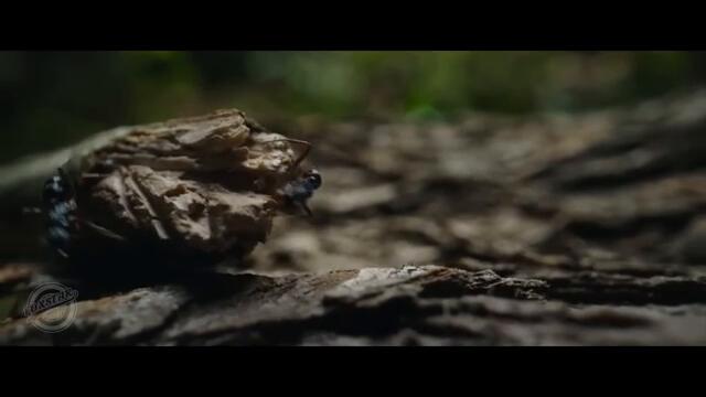 THE INSECT: Rise of the Swarm – Teaser Trailer | Dwayne Johnson