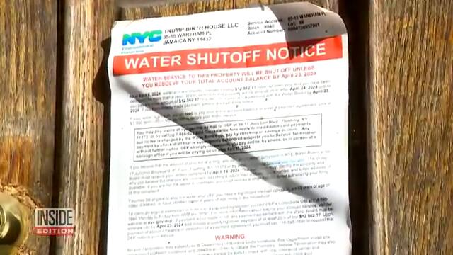 Stray Cats Take Over Donald Trump's Childhood Home