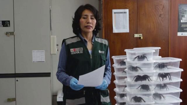Hundreds of Tarantulas Smuggled on Man's Body
