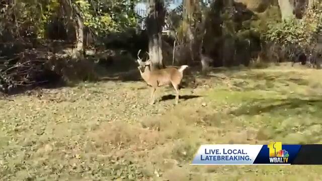 Man attacked by deer issues warning to others
