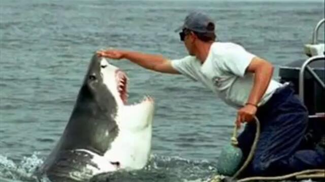 INCREDIBLE SHARK ATTACK - INCREDIBILE ATTACCO SQUALI