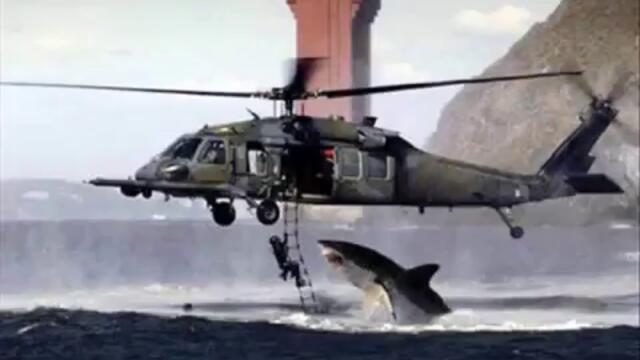 Shark attacks Navy Helicopter