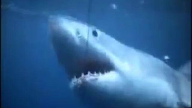 Copy of JAWS Great White Shark