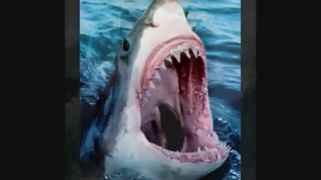 GREAT WHITE MONSTER SHARKS Attacks+one dolphin!