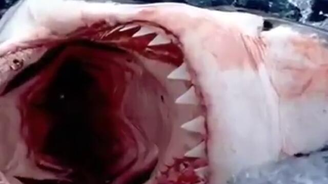 monster sharks.flv