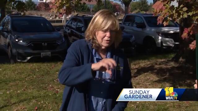 Sunday Gardener: Protecting your flowers from the winter chill