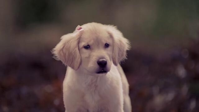 Приятелите на Дядо Коледа Santa Buddies   (2009) Бг Аудио Част 2