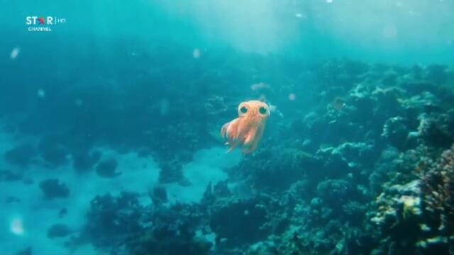 Момчето и октоподът (2024) целият филм TV Rip Star Channel 24.12.2024