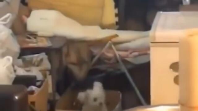 Куче се Кърши на Музика