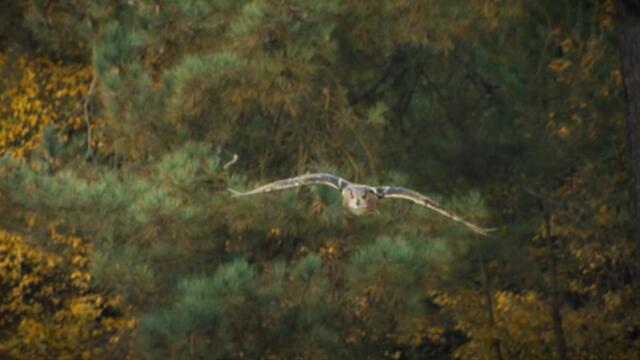 Сови и мишки  Uilenbal   Owls & Mice (2016) Бг Аудио Част 2