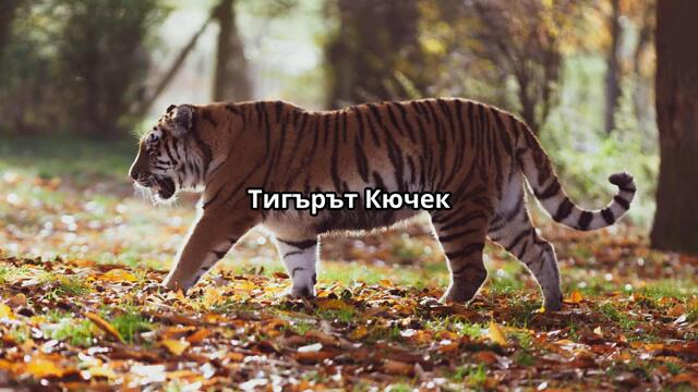 Тигърът Кючек