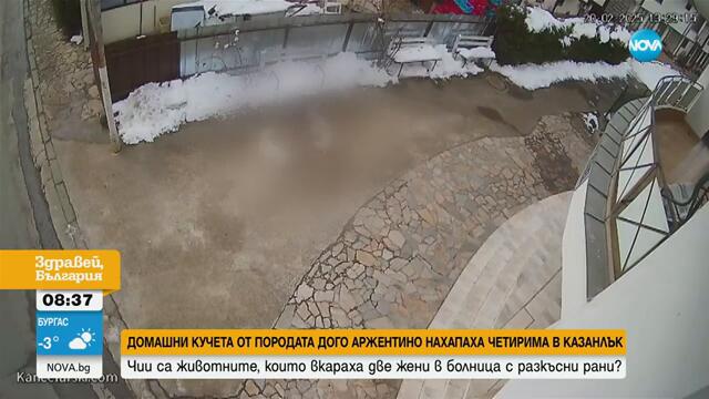 Все още издирват собственика на кучетата, нахапали и вкарали две жени в болница