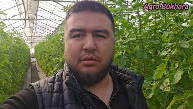 ПОМИДОР МЕВАСИНИ КАТТАЛАШТИРИШ УЧУН КАПЕЛНИЙДАН ОЗУКА РЕЦЕПТИ