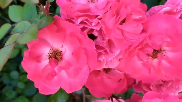 Далекий город 17 серия русская озвучка Турецкий сериал | Обзор