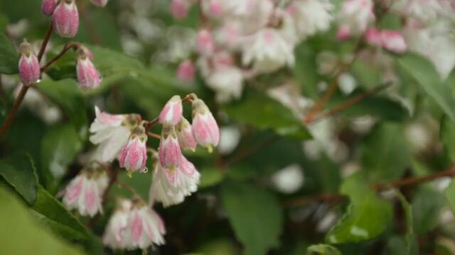 Rhiannon Giddens & Justin Robinson - Marching Jaybird (Official Video)
