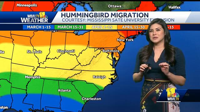 Weather Talk: When will we see hummingbirds in Maryland?