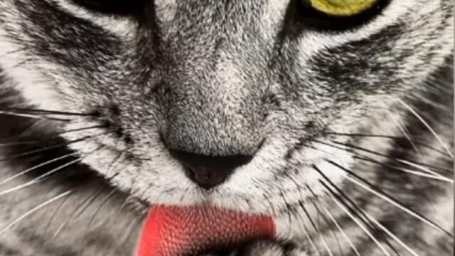 Кючек коте от Милен димов