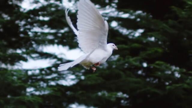 White dove filmed with 2000fps Ultra slow motion in Cluj 4