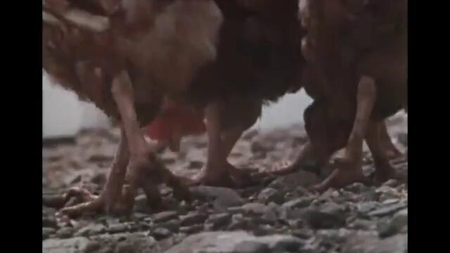 ZATOICHI The Blind Swordsman Season 1 Full Episode 2 SAMURAI VS NINJA English Sub