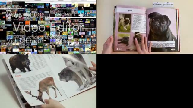 annoying goose final