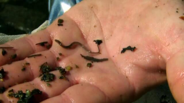 Discovery Showcase HD - Continuity 25-02-2015 [King Of TV Sat]