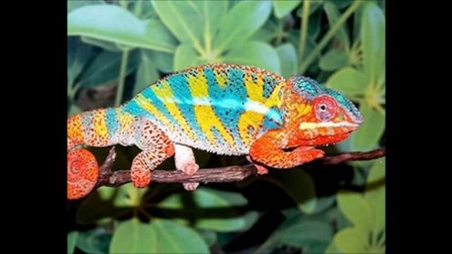 хамелионщина и срещу Великден