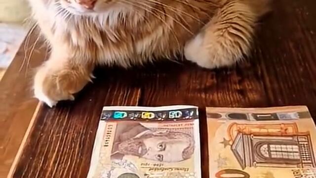 ДОРИ И ЖИВОТНИТЕ ЗНАЯТ КОЕ Е ПРАВИЛНИЯ ИЗБОР.НР НА ЕВРО