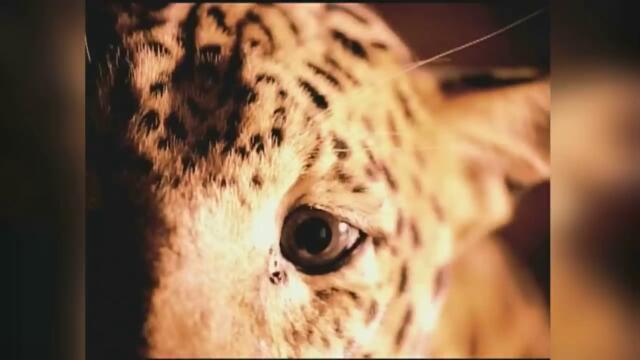 ТИНА ТЪРНЪР - ЗЛАТНОТО ОКО ( 1995 )