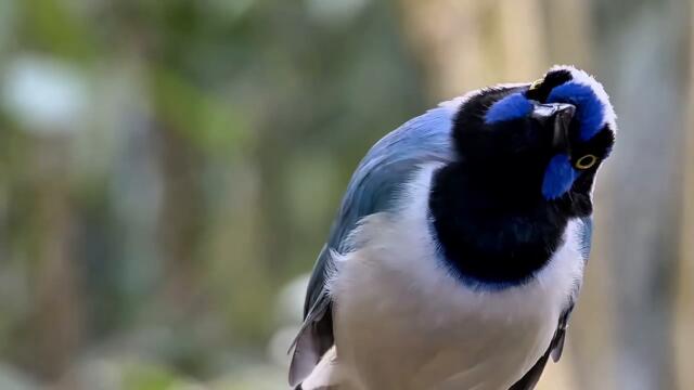 🎶 Nazif Gljiva – Moja Sojka ptica / PREMIJERA 16.10.2025