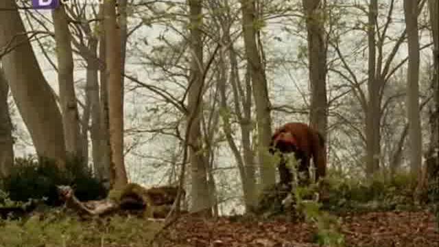 Мерлин Сезон 2 Епизод 7 Бг Аудио