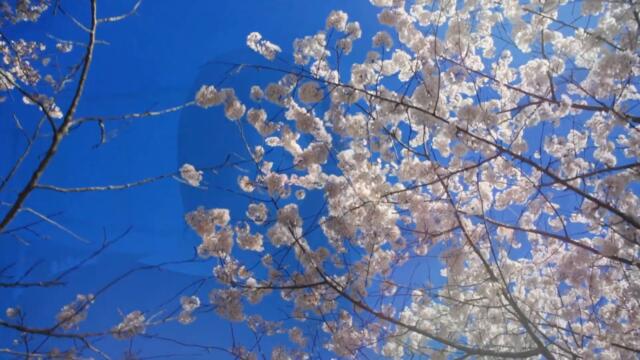 ® Sasa Jelic  i SJ studio - Ne kidaj mi srce © 2025