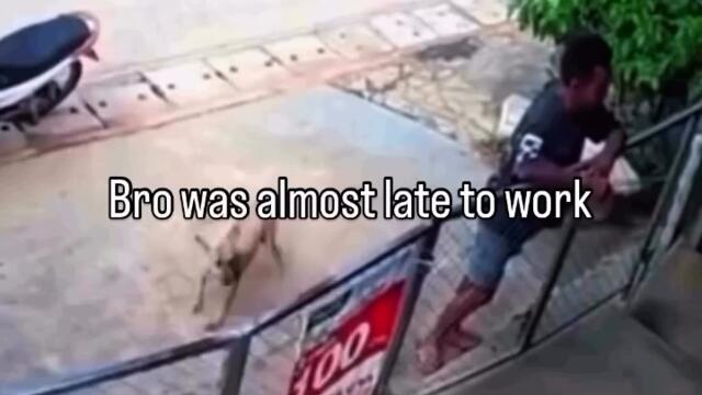 Куче закъснява за работа СМЯХ