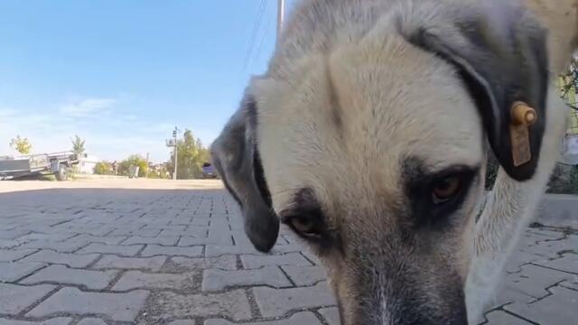 Кво стана бе?! Куче се стряска и яде