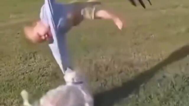 Куче спасява бебе от орел