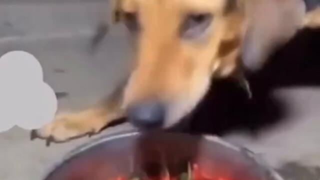 Куче яде люти чушки СМЯХ