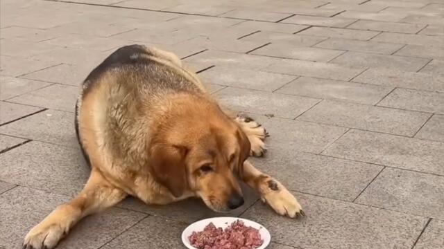 Бездомно куче на протестите в София