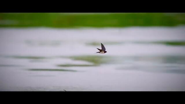 Novica Bulatovic - SVAKA SE LASTA S JUGA NE VRATI - (Official Video 2025)