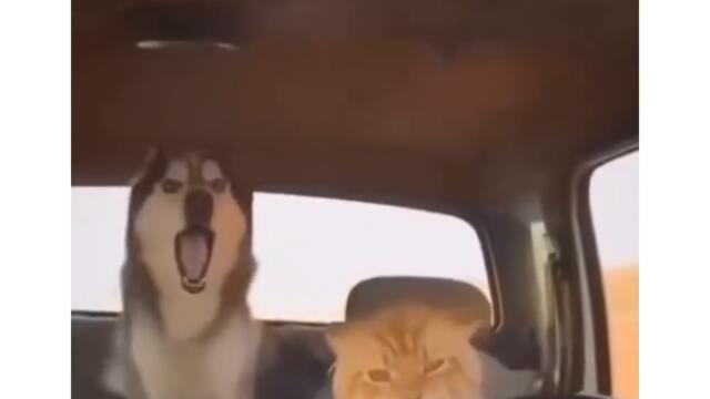 Хъски и котка карат кола СМЯХ
