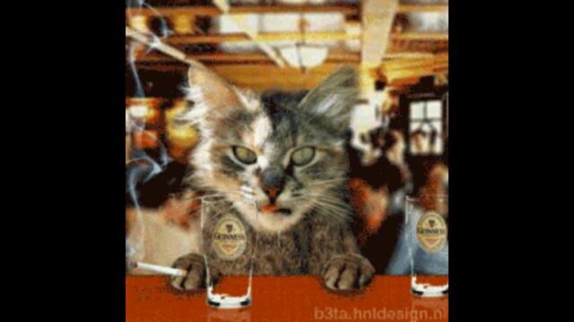 Диско Кътче При Котака