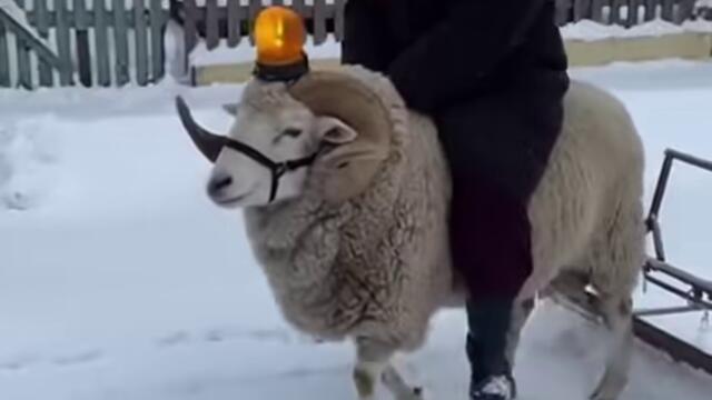 Снегопочистваща техника